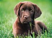 CLEMENTONI - High quality 500 pcs - puppy dog