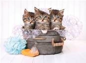 CLEMENTONI - High quality 500 pcs - kittens