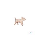 PAPO - Cochonnet femelle