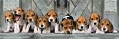 CLEMENTONI - Panorama 1000 pcs - beagles